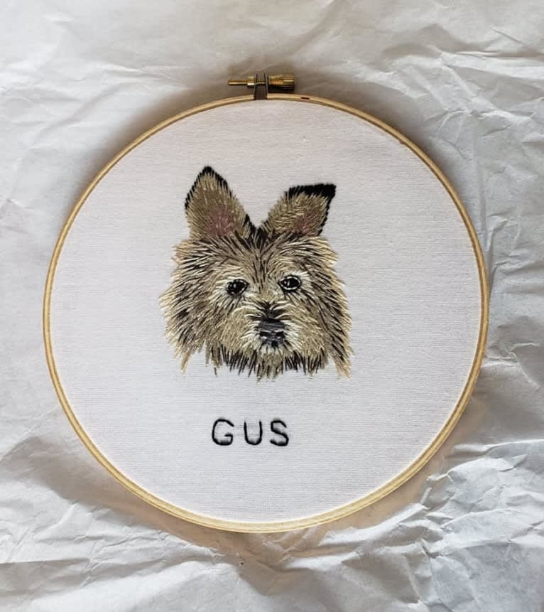 Gus, a Miniature Schnauzer and Chihuahua mix tested with EmbarkVet.com