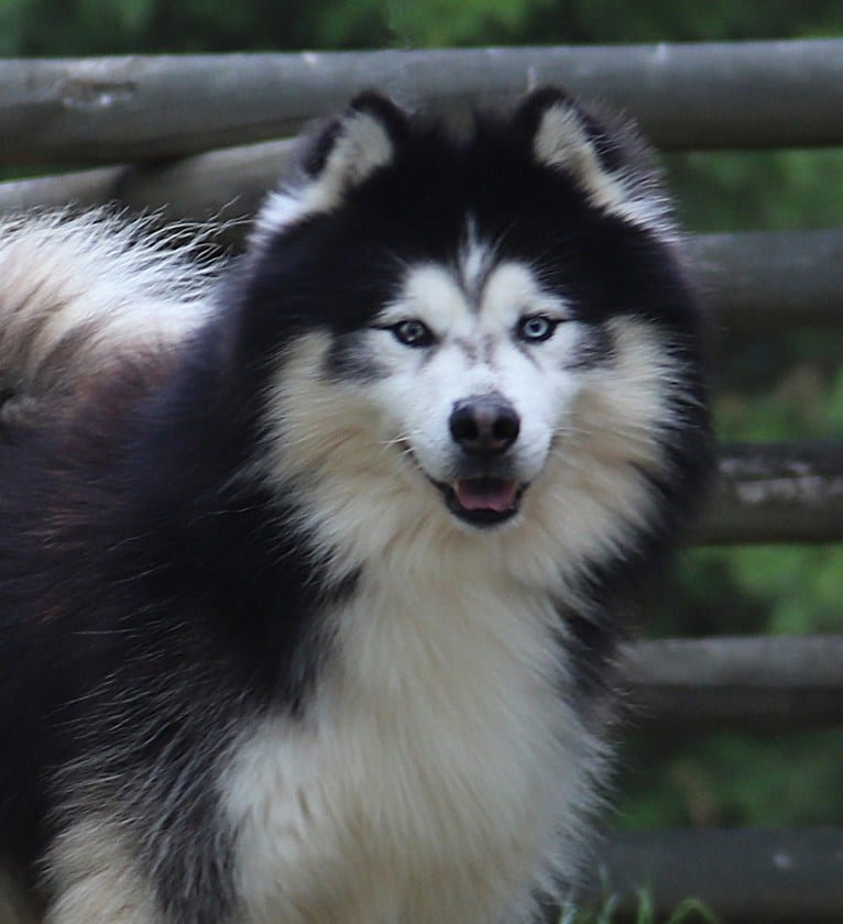 Padfoot, a Siberian Husky tested with EmbarkVet.com