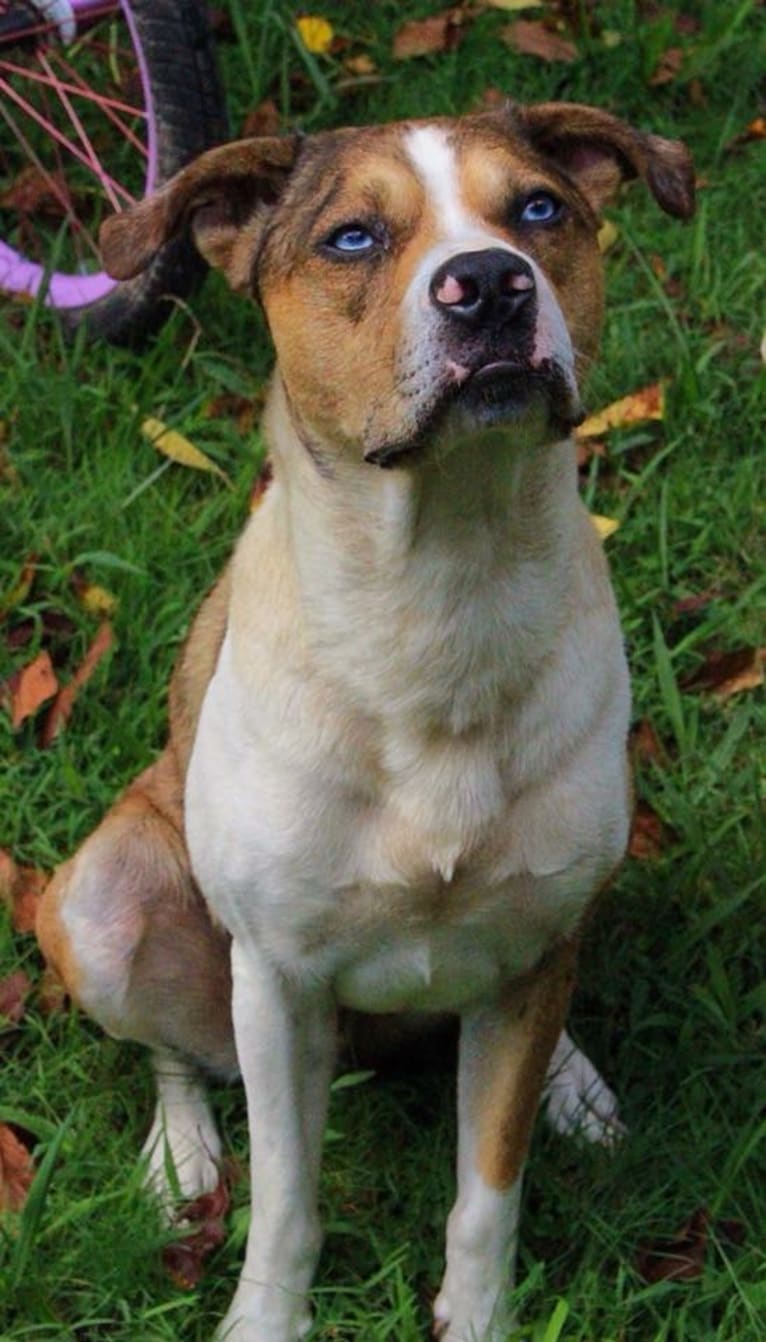 Thor, a Boston Terrier and Siberian Husky mix tested with EmbarkVet.com