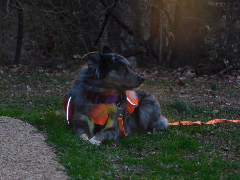 Dakota, an Australian Shepherd tested with EmbarkVet.com