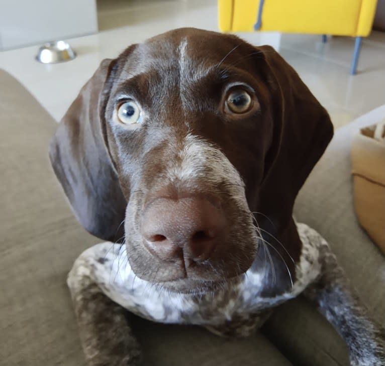 Marcela, a German Shorthaired Pointer tested with EmbarkVet.com