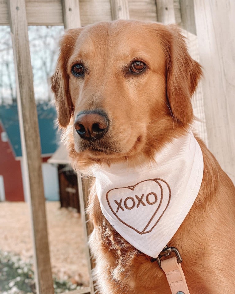 Marley, a Golden Retriever tested with EmbarkVet.com