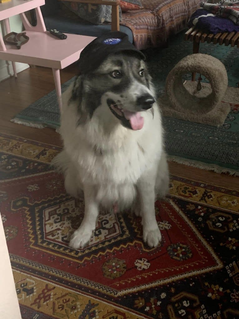 Bodhi, a Great Pyrenees (4.8% unresolved) tested with EmbarkVet.com