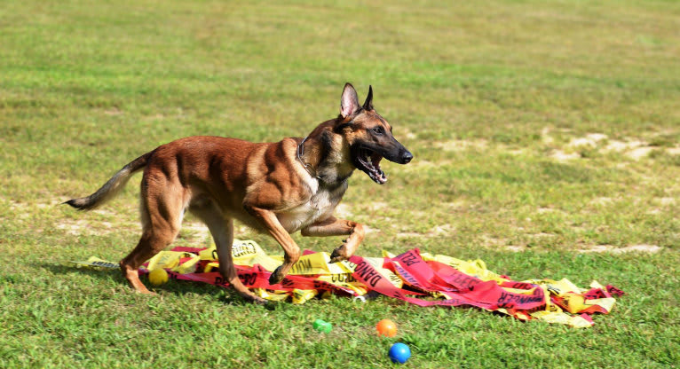 Uther, a Belgian Shepherd tested with EmbarkVet.com