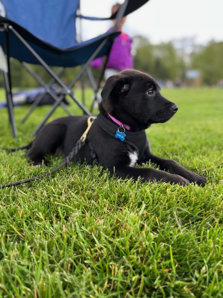 Maya, a Rottweiler and German Shepherd Dog mix tested with EmbarkVet.com