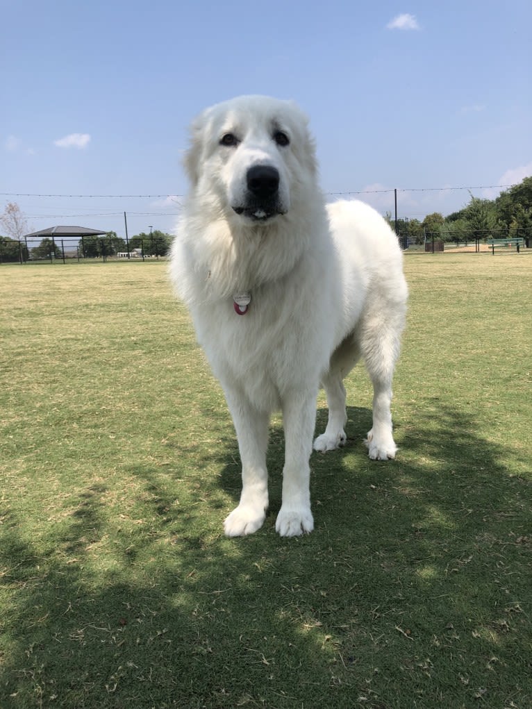 Looney “Chik’in Mini Bandit” Bear, a Great Pyrenees tested with EmbarkVet.com