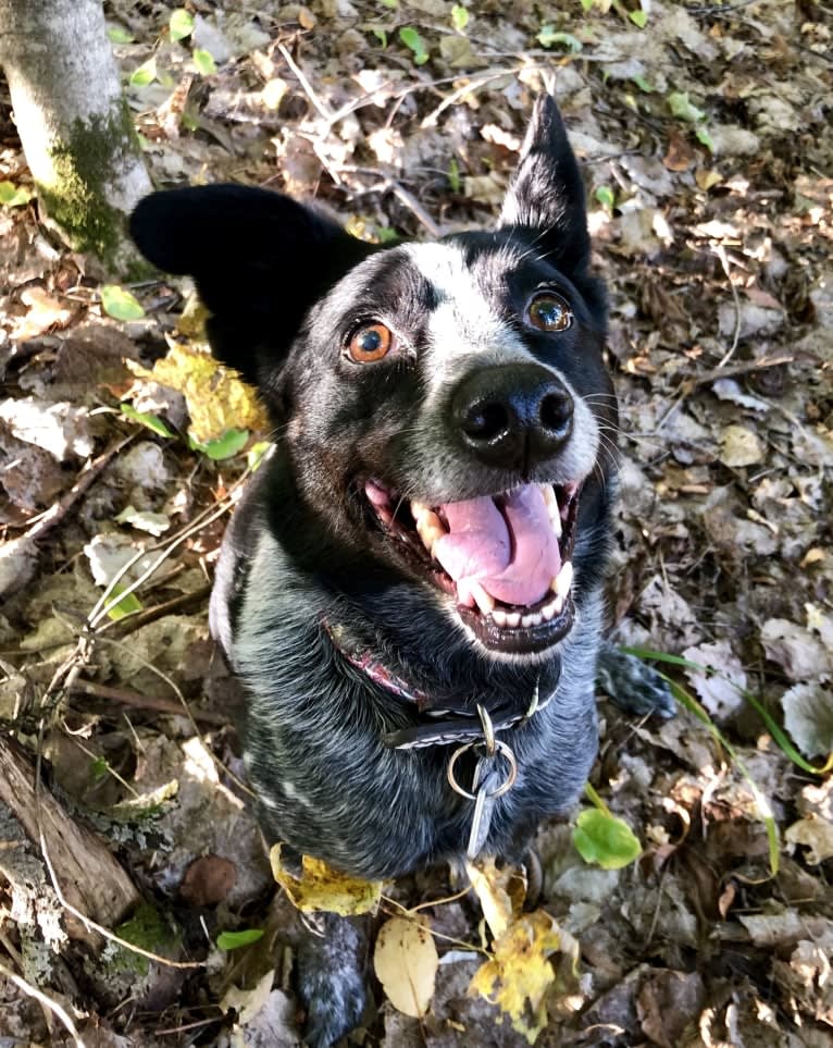 Mist, an Australian Cattle Dog and Australian Shepherd mix tested with EmbarkVet.com