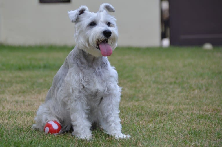 SPARTA, a Miniature Schnauzer tested with EmbarkVet.com