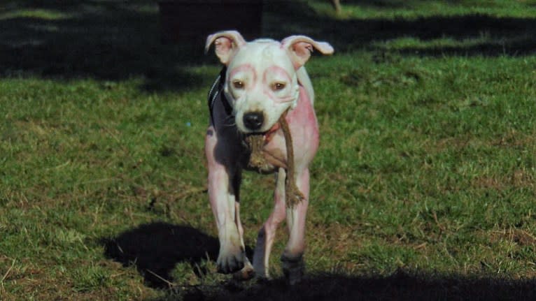 Dejah, an American Pit Bull Terrier and American Staffordshire Terrier mix tested with EmbarkVet.com