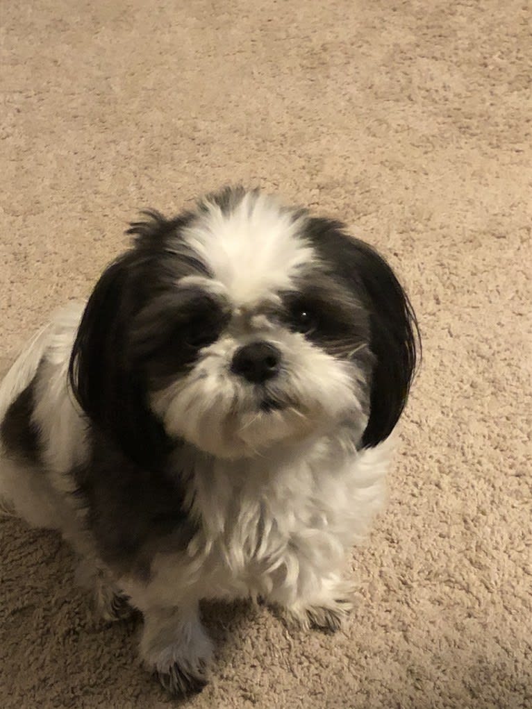 Harvey, a Shih Tzu tested with EmbarkVet.com