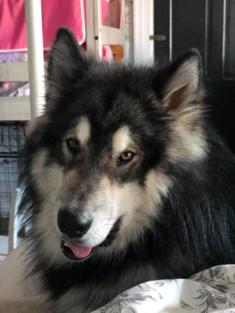 Appa, an Alaskan Malamute tested with EmbarkVet.com