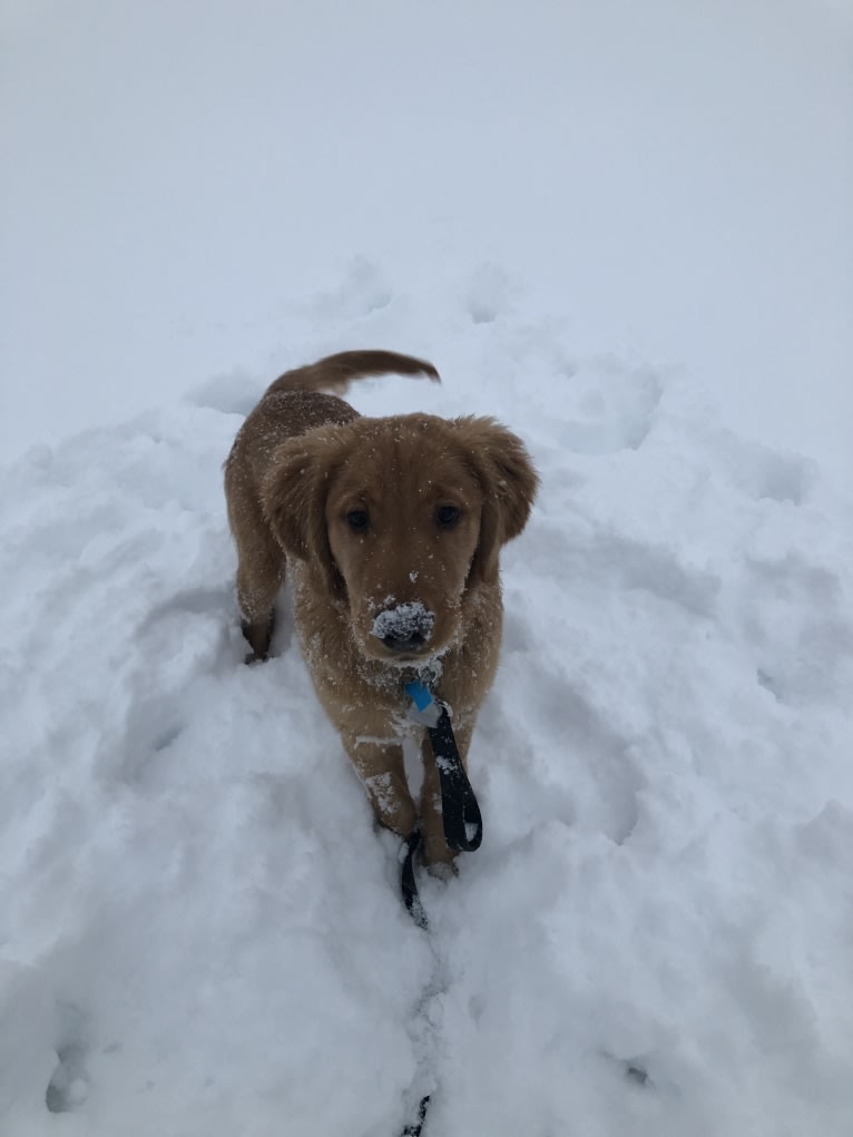 Cooper, a Golden Retriever tested with EmbarkVet.com