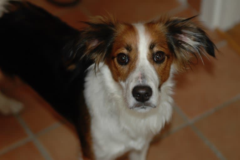 Turbo, an English Setter and Brittany mix tested with EmbarkVet.com