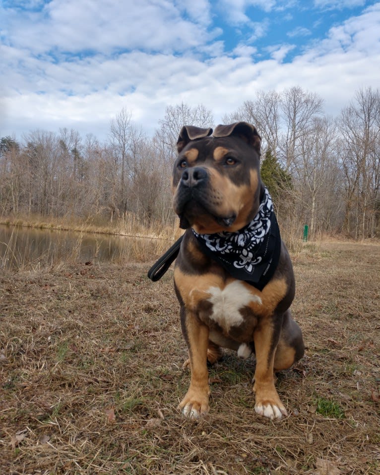 Future, an American Staffordshire Terrier tested with EmbarkVet.com