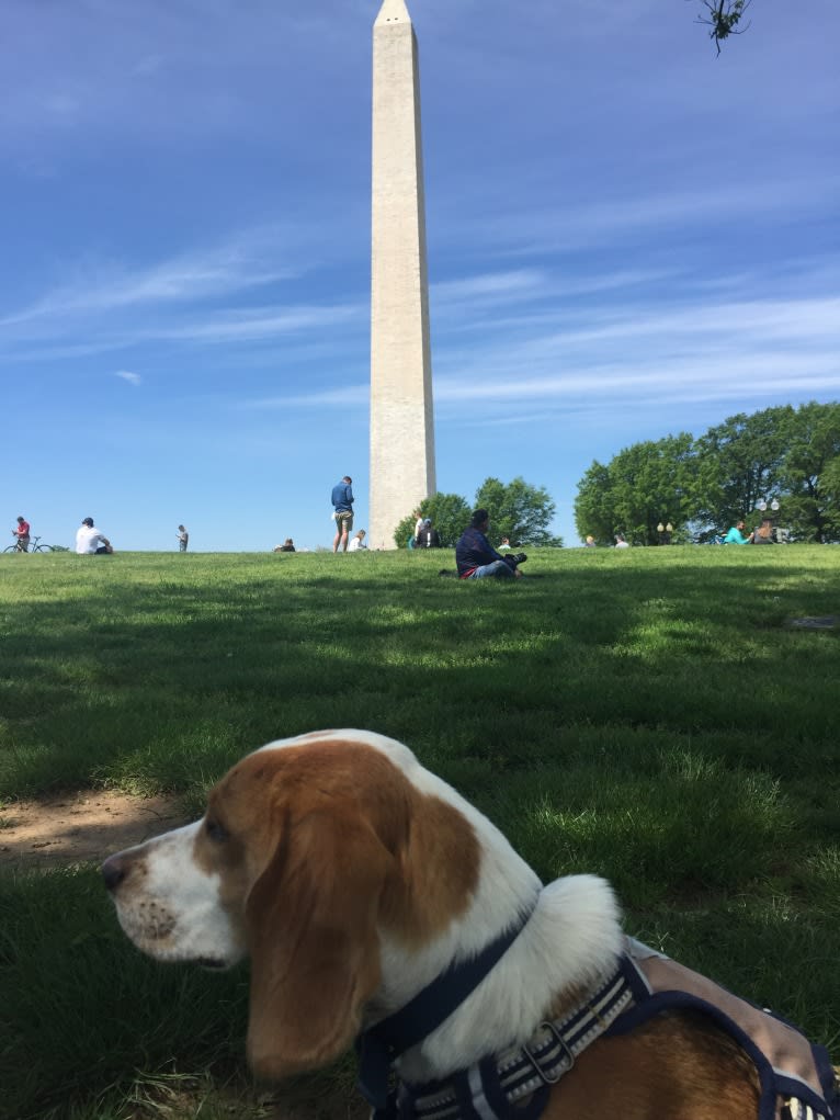 Spencer, a Beagle tested with EmbarkVet.com