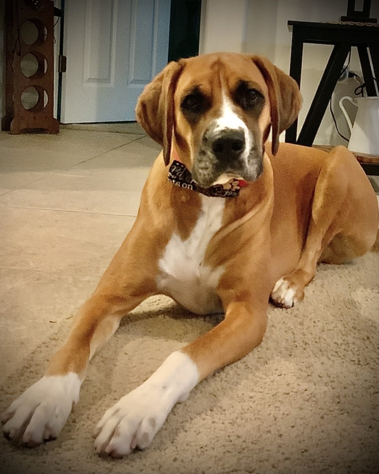 Holmes, a Boxer and American Foxhound mix tested with EmbarkVet.com