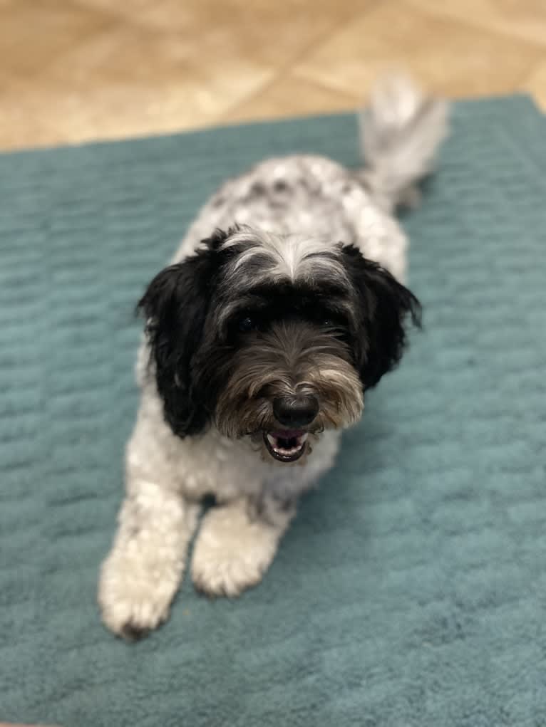 Ossy, a Havanese tested with EmbarkVet.com