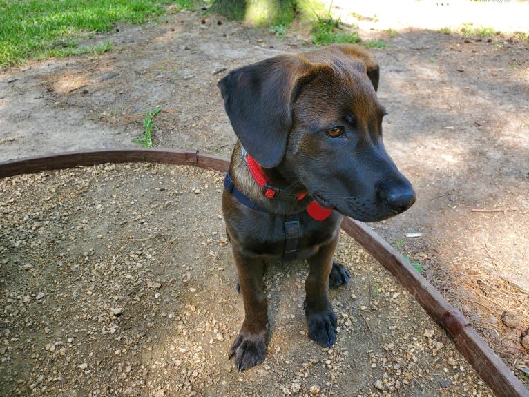 Kai, an American Pit Bull Terrier and Australian Cattle Dog mix tested with EmbarkVet.com