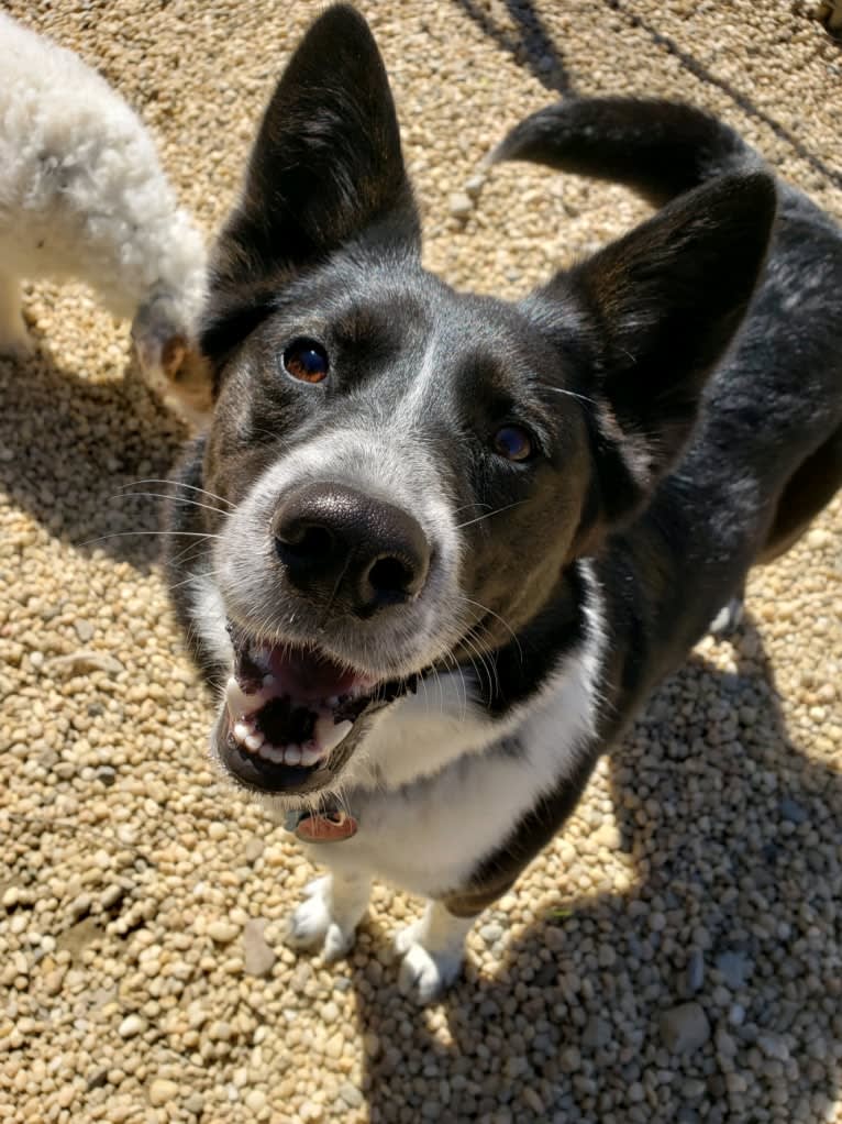 Kaylee, an Australian Cattle Dog and Alaskan Malamute mix tested with EmbarkVet.com