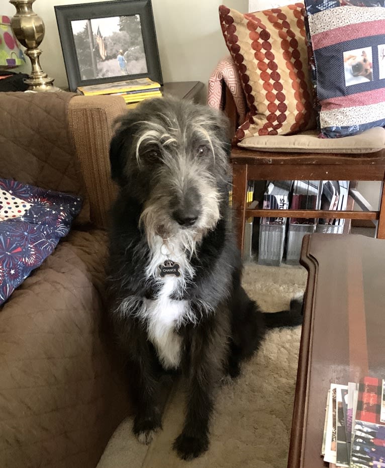 Chance, an Arabian Village Dog tested with EmbarkVet.com