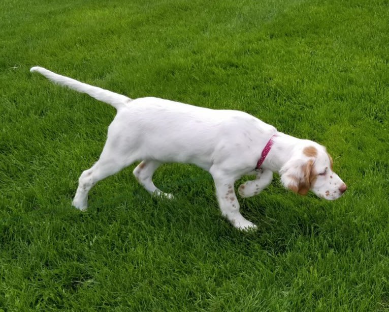 Savvy, a Llewellin Setter tested with EmbarkVet.com