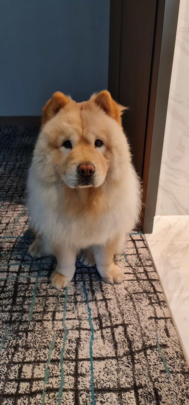 Kvin, a Chow Chow tested with EmbarkVet.com