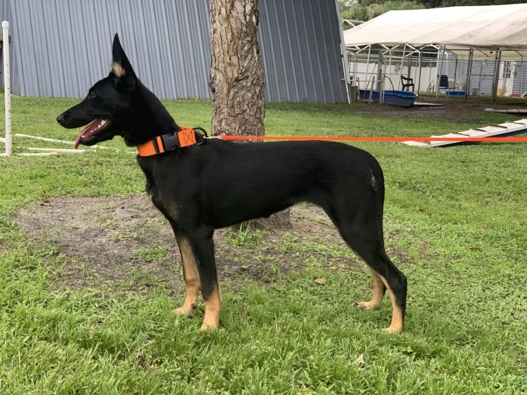 Etsy, a Dutch Shepherd tested with EmbarkVet.com