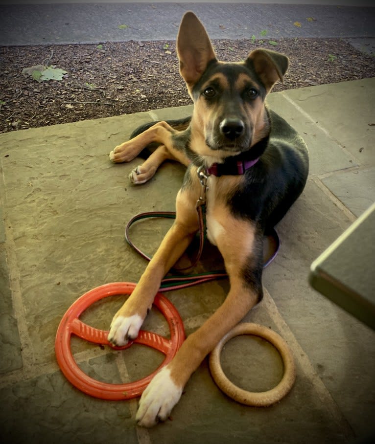 Lola, a German Shepherd Dog and American Pit Bull Terrier mix tested with EmbarkVet.com