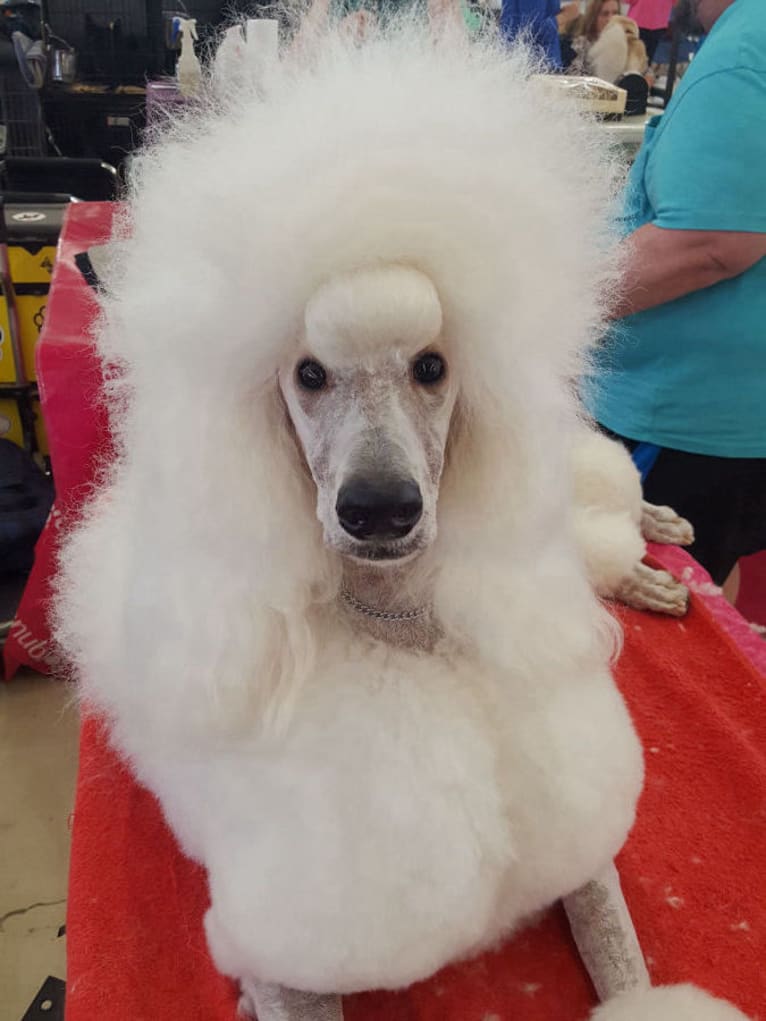 Willow, a Poodle (Standard) tested with EmbarkVet.com