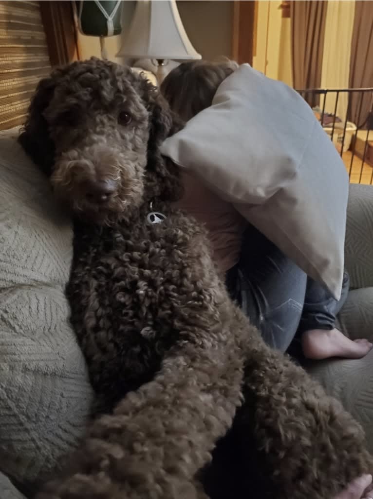 Maverick, a Poodle (Standard) tested with EmbarkVet.com