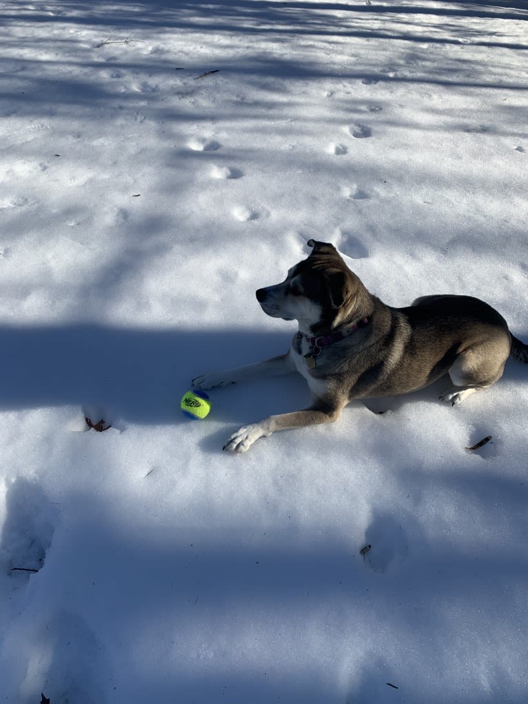 Penny, a Siberian Husky and American Pit Bull Terrier mix tested with EmbarkVet.com