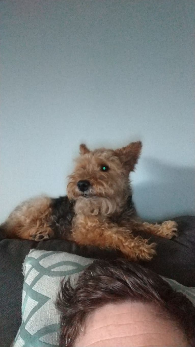 Sofie, a Welsh Terrier tested with EmbarkVet.com