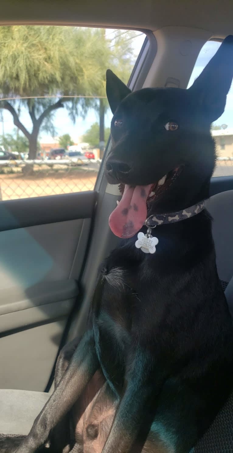 Wesley, an Australian Cattle Dog and Chihuahua mix tested with EmbarkVet.com