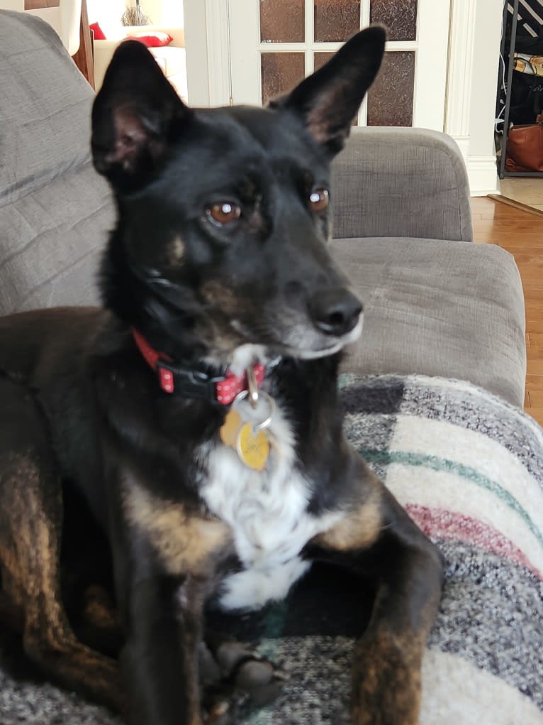 Bali, a Southeast Asian Village Dog tested with EmbarkVet.com