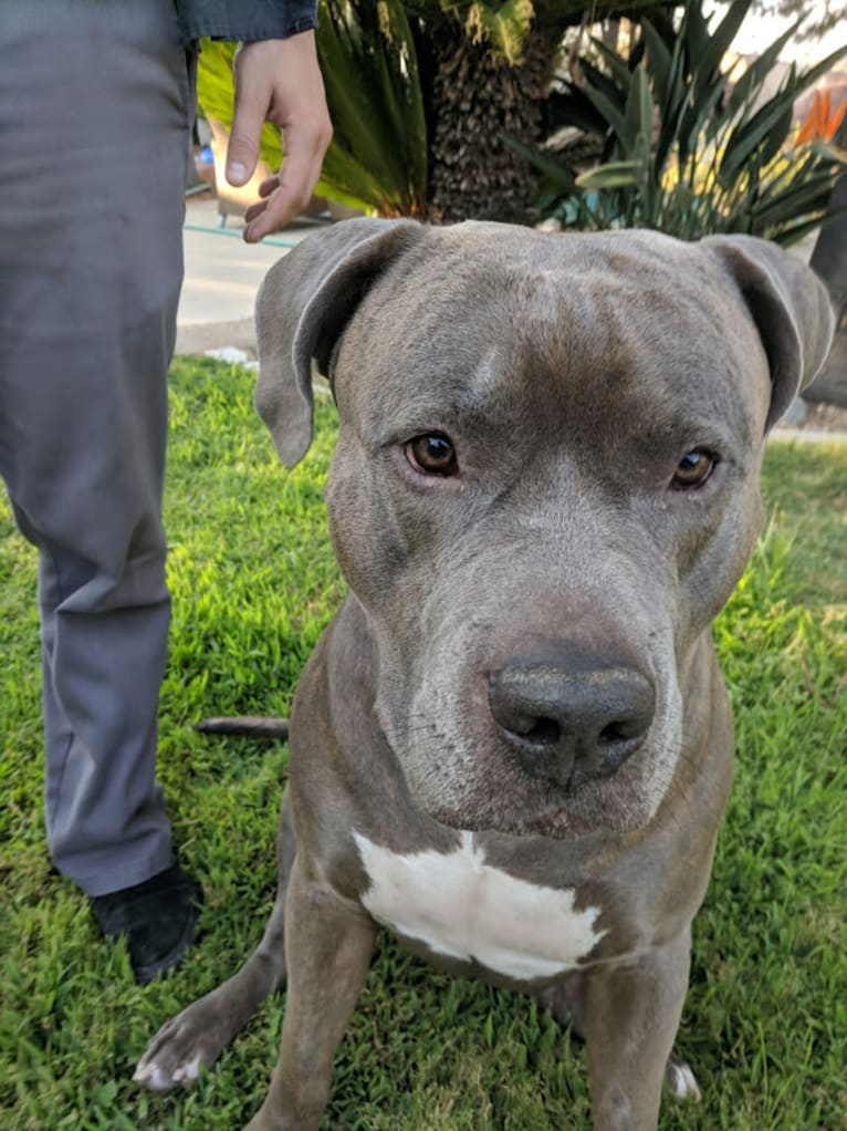 Left Brain, an American Bully and American Bulldog mix tested with EmbarkVet.com