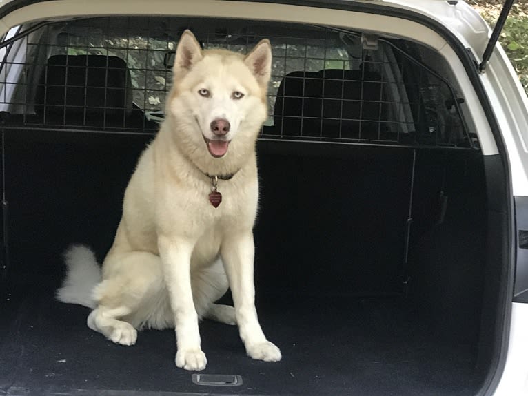 Marley, a Siberian Husky tested with EmbarkVet.com