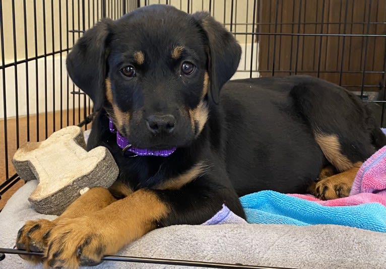 Nori, a Rottweiler and Great Pyrenees mix tested with EmbarkVet.com