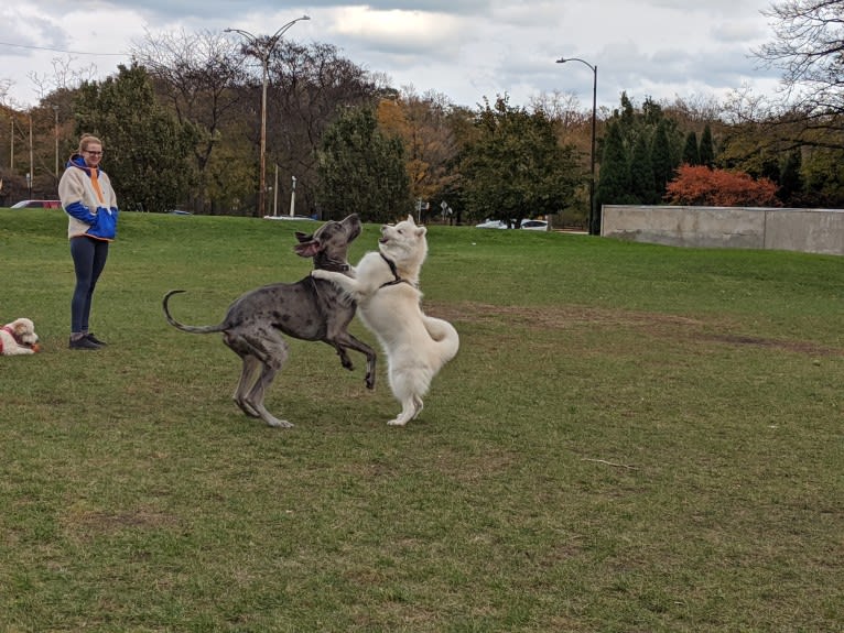 Ghost, a Siberian Husky tested with EmbarkVet.com