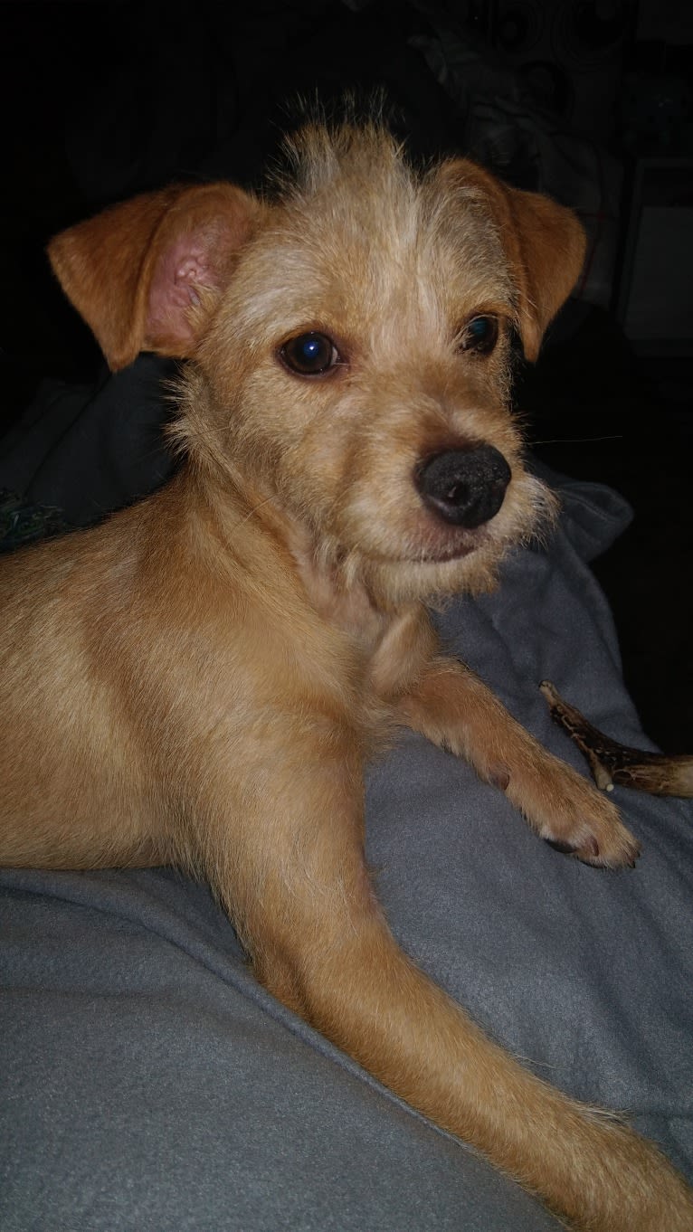 Zuma, a Chihuahua and Pomeranian mix tested with EmbarkVet.com