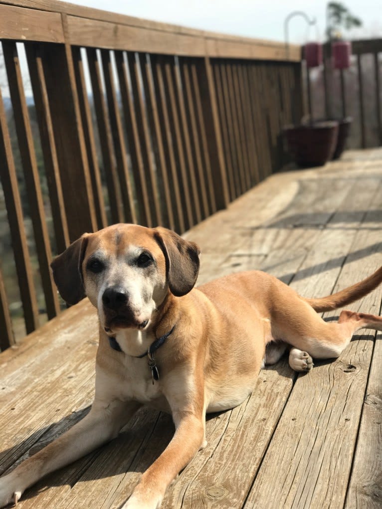 Prince, an American Pit Bull Terrier and Redbone Coonhound mix tested with EmbarkVet.com