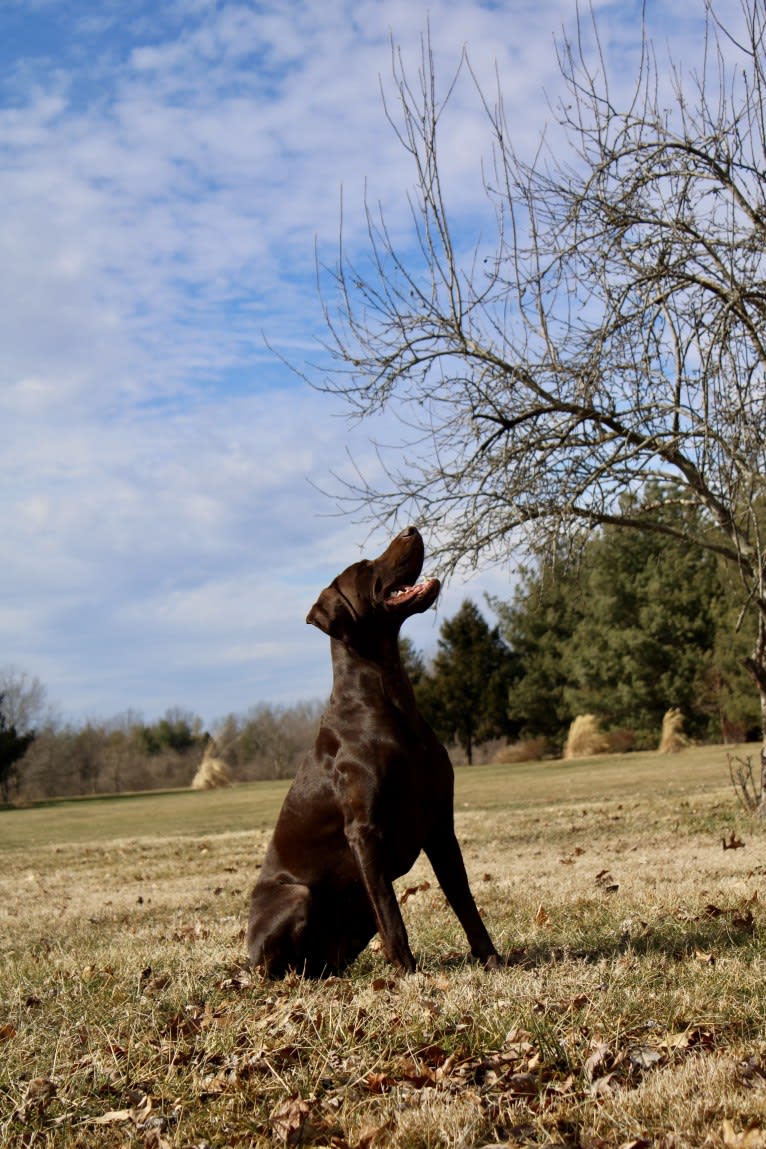 Too Much Jager, a German Shorthaired Pointer tested with EmbarkVet.com