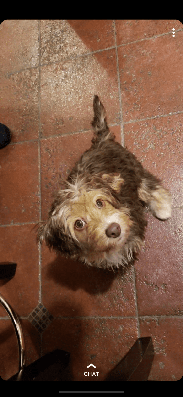 Syd, a Bichon Frise and Yorkshire Terrier mix tested with EmbarkVet.com