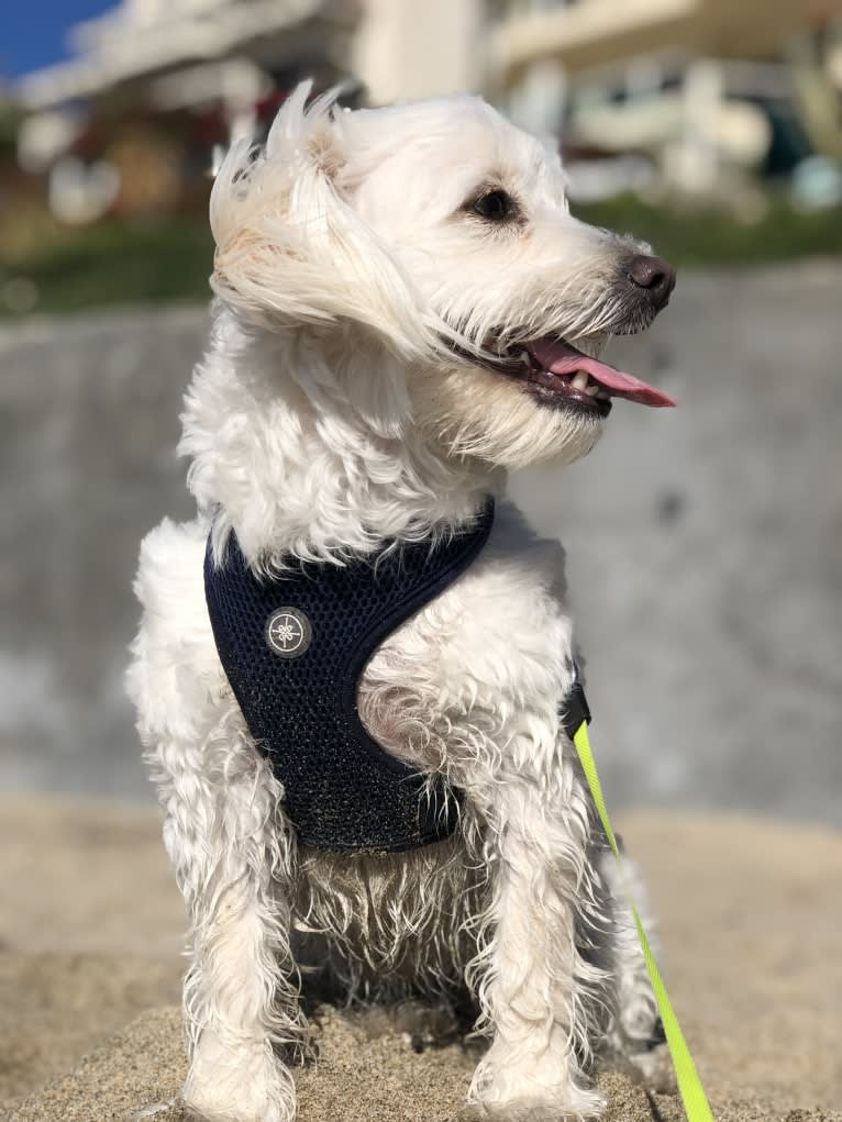 Tiffy, a Poodle (Small) and Miniature Schnauzer mix tested with EmbarkVet.com