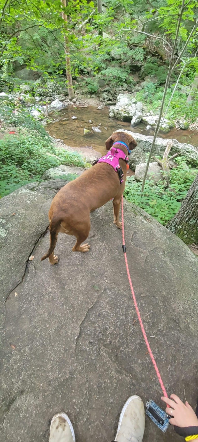 Julie, a Redbone Coonhound and Plott mix tested with EmbarkVet.com