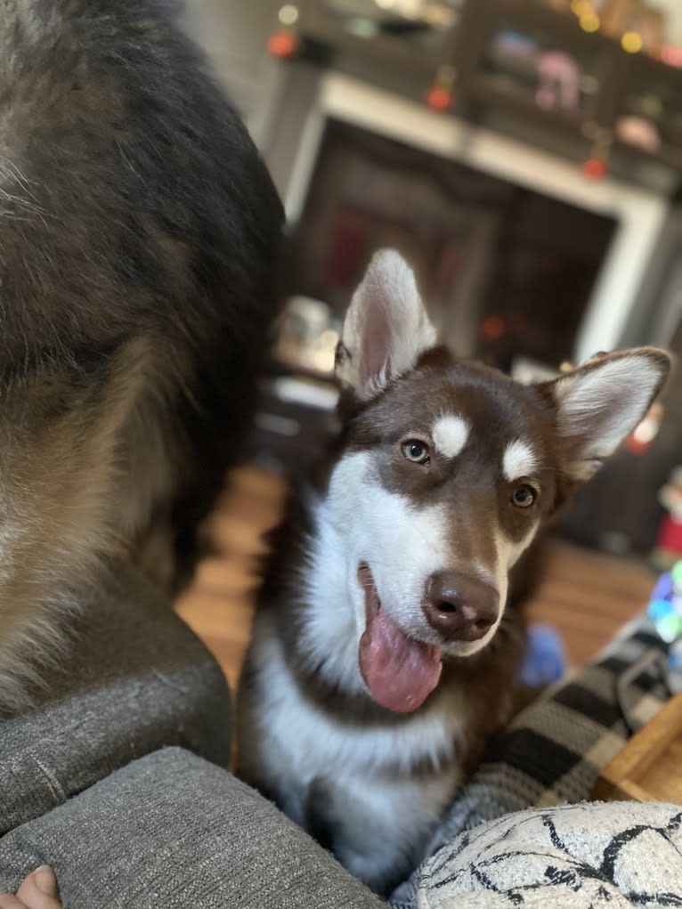 Suki, an Alaskan Malamute tested with EmbarkVet.com