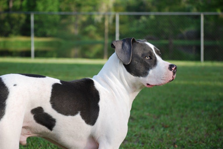 Cypress, an American Bully and American Pit Bull Terrier mix tested with EmbarkVet.com