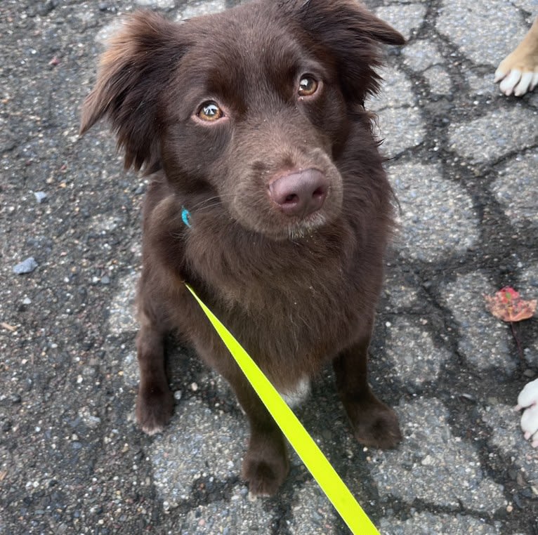 Snickers, an Australian Shepherd tested with EmbarkVet.com