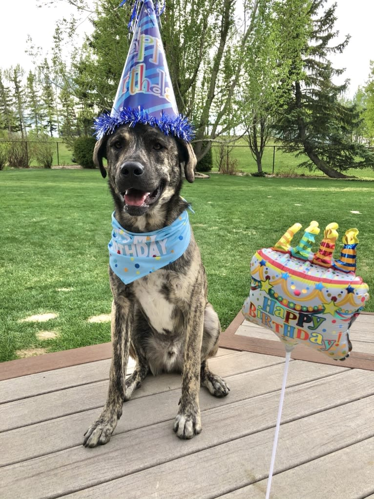 Kuiper, a Saint Bernard and Akita mix tested with EmbarkVet.com