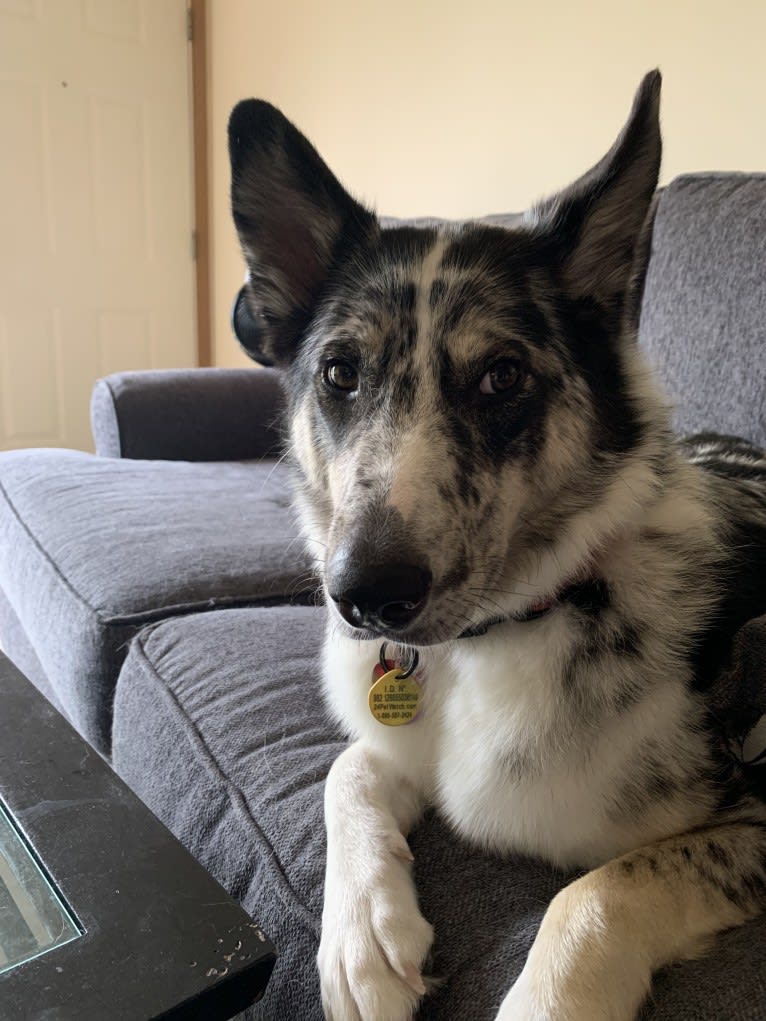 Carmen, a Collie and Siberian Husky mix tested with EmbarkVet.com