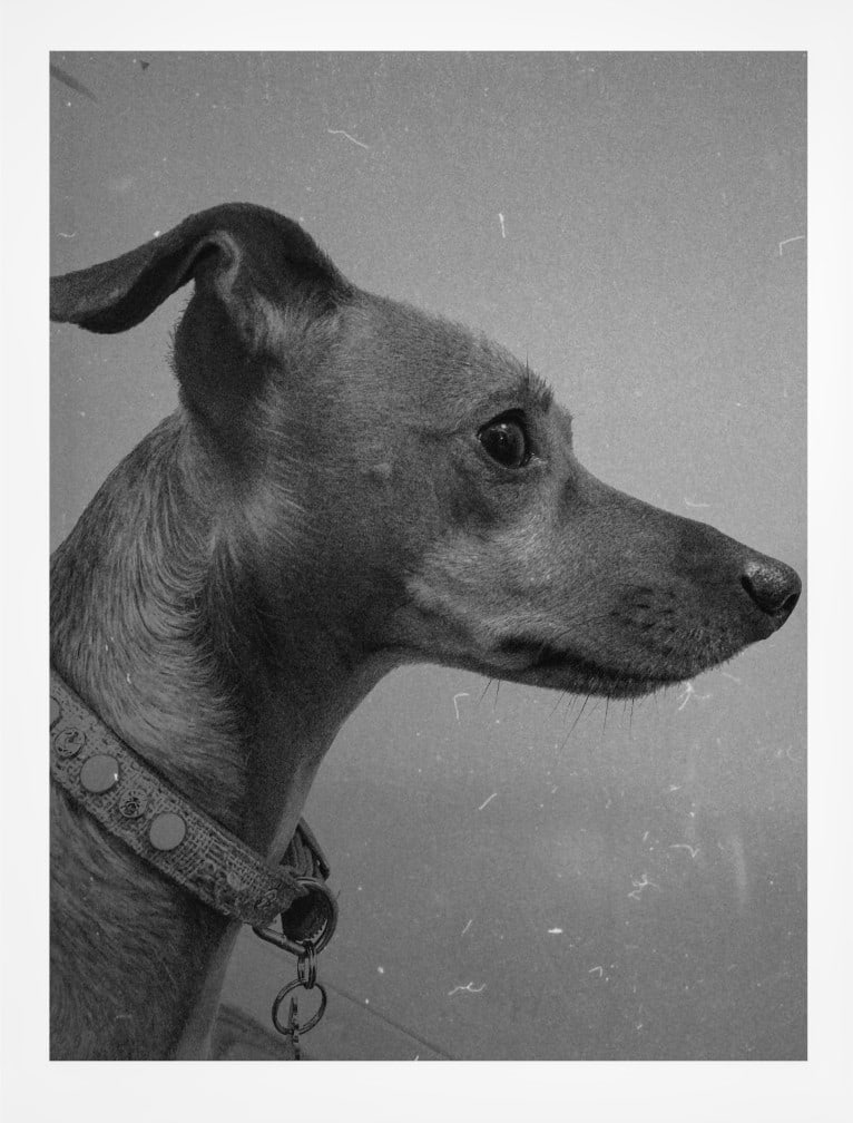 Milia, a Chihuahua and Dachshund mix tested with EmbarkVet.com